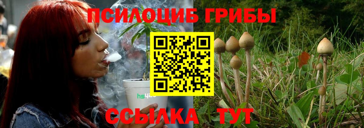 Псилоцибиновые грибы Psilocybine cubensis Волгодонск